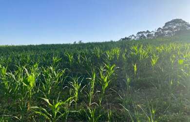 Imagem 6: Lote/Terreno para venda com 999 metros quadrados em Veleiros de Ibiúna - Ibiúna - São Paul