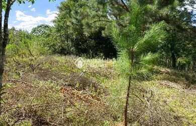 Imagem 4: Terreno de 430 m2 no Bairro Vivendas do Arvoredo