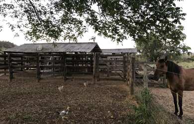 Imagem 5: Fazenda 42 alqueires. 42m² de Área Privada