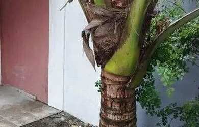 Imagem 5: Casa com 4 quartos em Piratininga