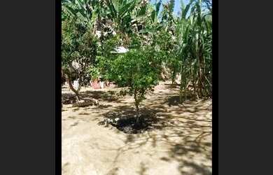 Imagem 3: Alugo casa em jacarei. Varanda, Área de serviço, 1.000m² de Áreae1...