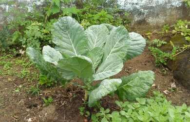 Imagem 6: Sítio em Simões Filho. 1.900m² de Área