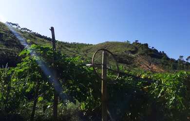 Imagem: A fazenda e possui Dormitórios, Suítes, Banheiros, 133000-0m²