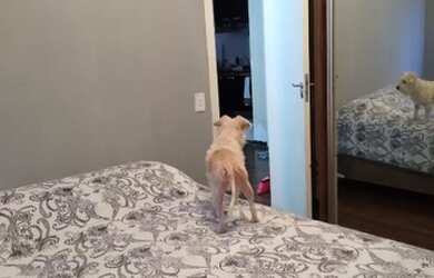 Imagem 5: Apartamento. 1 Vaga na garageme3 Dormitórios