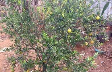 Imagem 6: Terreno à venda, 360 m² por R$ 159.000,00 - Campo Belo - Mário Campos/MG