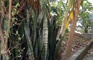 Imagem 1: Lote/Terreno para venda, 462 m2 no Jaguaré - São Paulo - São Paulo