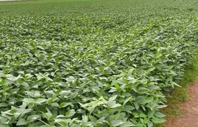 Imagem: A fazenda possui 10m² de Área e está localizado em Centro