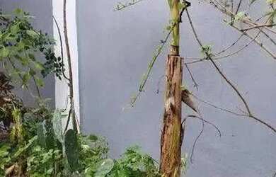 Imagem 6: Casa com 4 quartos em Piratininga