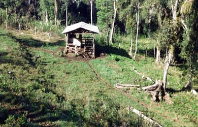 Imagem 3: Sítio Igrejinha 3 Ha Contendo uma casa de alvenaria por apenas R$500mil