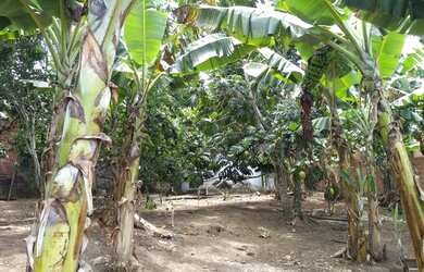 Imagem 1: Sítio em Simões Filho. 1.900m² de Área