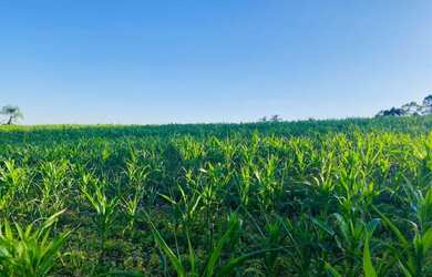 Imagem 3: Lote/Terreno para venda com 999 metros quadrados em Veleiros de Ibiúna - Ibiúna - São Paul