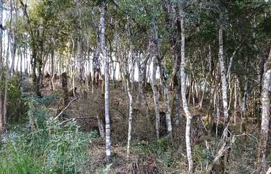 Imagem: O terreno possui 1950m² de Área e está localizado em Campina