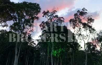 Imagem 12: JUQUITIBA - Casa Padrão - Palestina