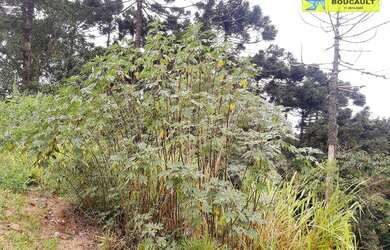 Imagem 6: Terreno à venda, 2400 m² por R$ 860.000,00 - Jardim Santa Paula - Cotia/SP