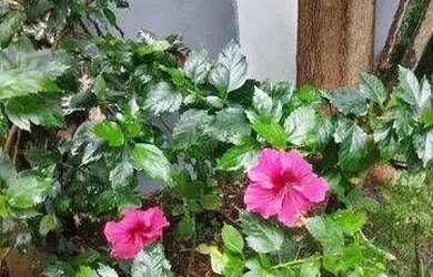 Imagem 1: Casa com 4 quartos em Piratininga