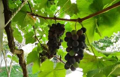 Imagem 10: Casa a venda em Pé de Platano