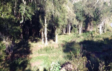 Imagem 16: Sítio Igrejinha 3 Ha Contendo uma casa de alvenaria por apenas R$500mil