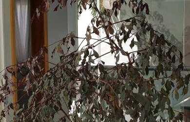 Imagem 6: Casa Village Damha III Rio Preto