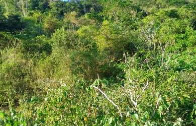 Imagem 9: Sítio para venda com 54.000 metros quadrados São Fidélis - RJ