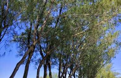 Imagem 11: Terreno à venda no Balneário Figueirinha na Praia de Arroio do Sal/RS