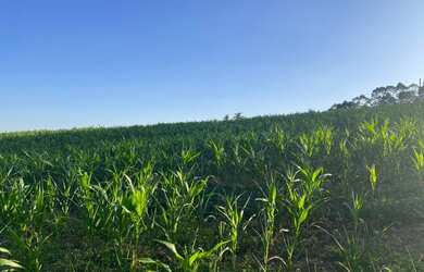 Imagem 1: Terreno em Ibiúna com Fácil Acesso a Capital de SP