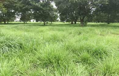 Imagem 1: Fazenda 42 alqueires. 42m² de Área Privada