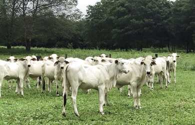 Imagem 7: Fazenda 42 alqueires. 42m² de Área Privada