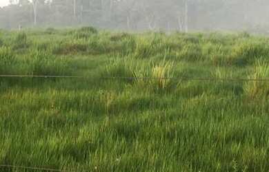 Imagem 1: Fazenda Caviana 3500 hectares