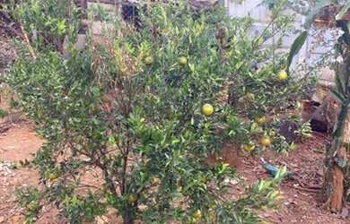 Imagem 7: Terreno à venda, 360 m² por R$ 159.000,00 - Campo Belo - Mário Campos/MG