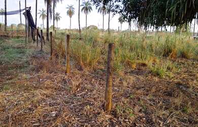 Imagem 5: Fazenda no prata 3 milhões