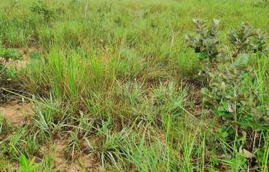 Imagem 10: Fazenda 158 hectares valor 1.120.000