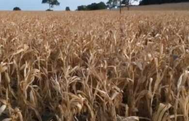 Imagem: A fazenda está localizado em Turvânia, GO à venda por R$3.400.000