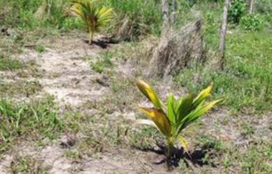 Imagem: O terreno está localizado em Mangabeira, João Pessoa à venda