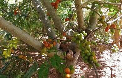 Imagem 3: Chácara 5 Mil Metros CASA LINDA a 18 km de Montes Claros Saída Bocaiuva