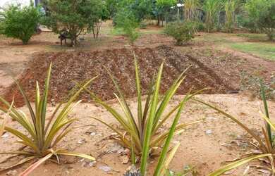 Imagem 10: Chácara 5 Mil Metros CASA LINDA a 18 km de Montes Claros Saída Bocaiuva