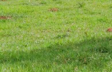 Imagem: A fazenda e está localizado em Pium, TO à venda por R$30.000.000