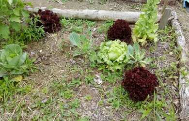 Imagem 13: Terreno em Lami. 1.440m² de Área