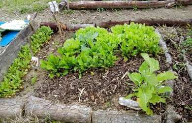 Imagem 14: Terreno em Lami. 1.440m² de Área