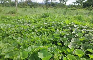 Imagem: A fazenda possui 89.000m² de Área e está localizado em Vila