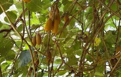 Imagem 9: Casa próxima a Prefeitura de Itaara - RS