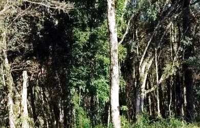 Imagem 5: Terreno para Venda em Nova Petrópolis, Linha Imperial