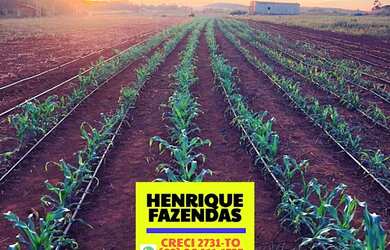 Imagem 14: Fazenda 45 km de Palmas lavoura e pecuária