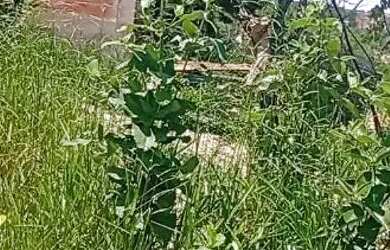 Imagem: O terreno possui 200m² de Área e está localizado em Padre