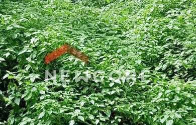 Imagem 13: Lote em condomínio em Alameda Bem-te-vi - Jardim Itatiaia - Embu das Artes/SP