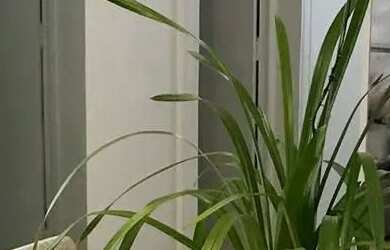 Imagem: O apartamento possui 3 Dormitórios, 2 Banheiros, 3 Vagas na