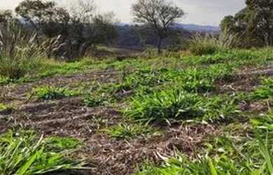 Imagem 1: Lote/Terreno para venda tem 500 metros quadrados em Jardim dos Pinheiros...