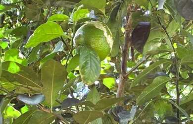 Imagem 7: Sitio Santa Lúcia 7,13 Alq por R$ 1.250.000,00