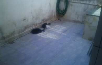 Imagem 15: Casa Geminada para Venda em Santa Monica Santa Luzia-MG