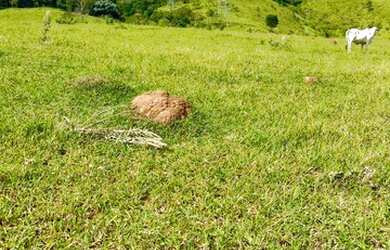 Imagem 1: 32R-Lote/Terreno para venda tem 500 metros quadrados em Jardim Brasil...