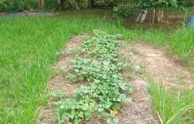 Imagem 11: Terreno em Lami. 1.440m² de Área